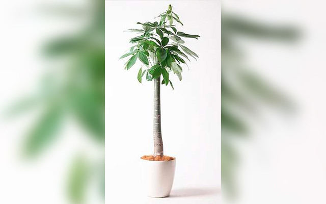 高さ70cmの観葉植物のサンプル写真