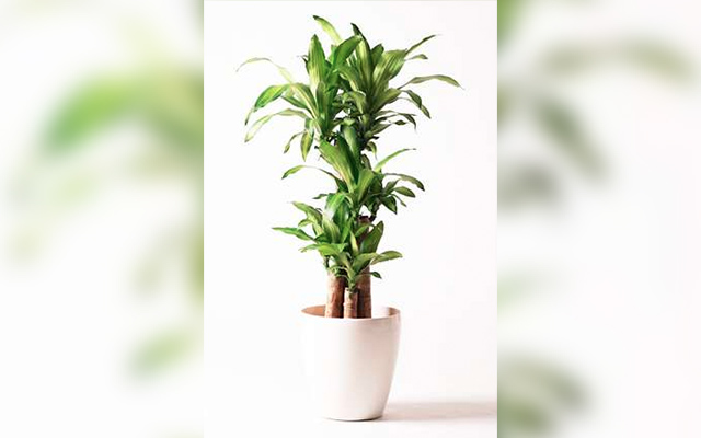 高さ130cmの観葉植物のサンプル写真