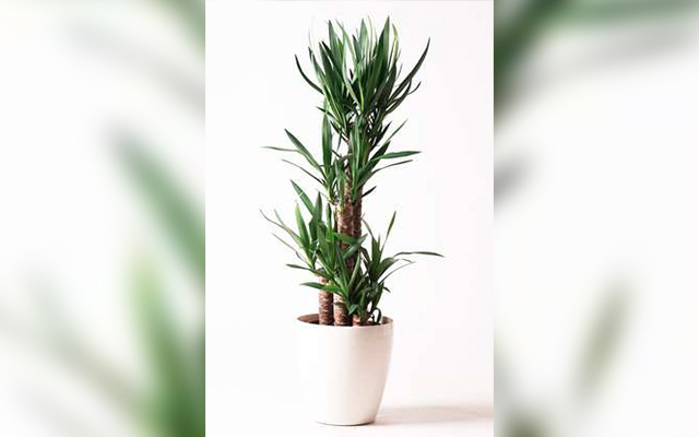 高さ160cmの観葉植物のサンプル写真